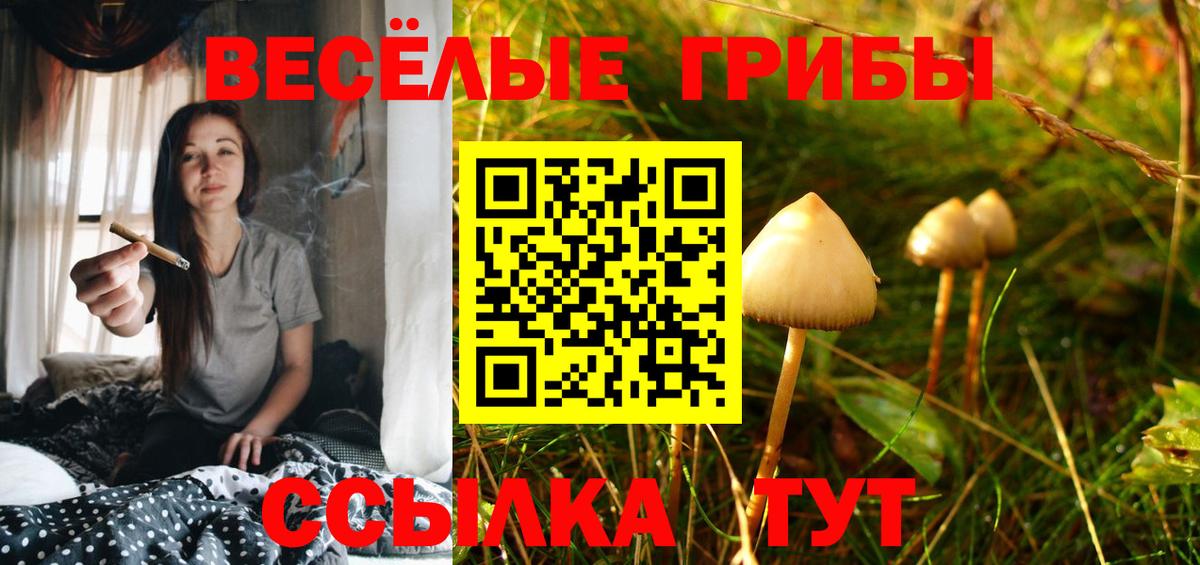 Псилоцибиновые грибы Psilocybine cubensis Кизляр